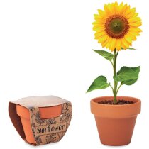 Juego de macetas de terracota Sunflower