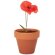 Juego de macetas de terracota Red Poppy personalizada