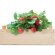Kit de fresas en caja madera Strawberry Madera detalle 4