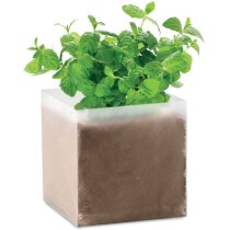 Maceta de cartón con semillas de menta