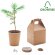 Set pino Growtree™ detalle 1