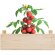 Mini-huerto tomates en caja Tomato Madera detalle 4