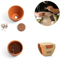 Maceta de terracota con semillas de eneldo