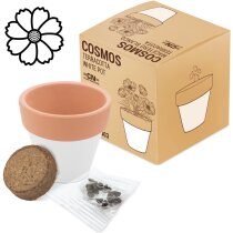 Maceta terracota con semillas de cosmos