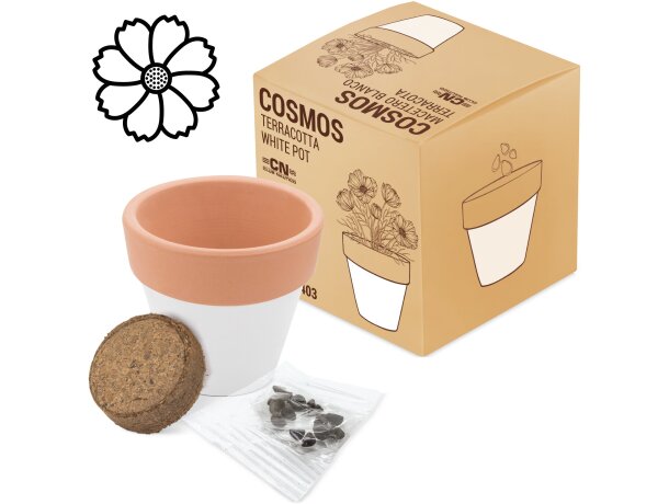 Maceta terracota con semillas de cosmos