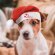 Gorro navideño Pipo ajustable en poliéster para mascotas detalle 2
