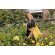 Tote sostenible 100% algodón Impact Aware Amarillo detalle 22