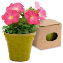 Maceta de cartón reciclado con semillas de petunia