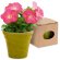 Maceta de cartón ecológico con semillas de petunia Verde