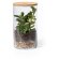 Terrarium Anymak