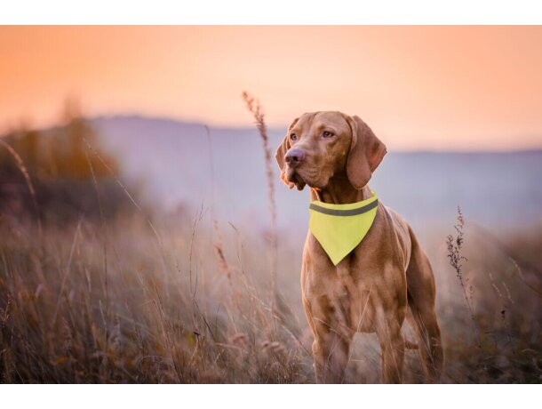 Collar Bandana Bipols