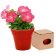 Maceta de cartón ecológico con semillas de petunia Rojo
