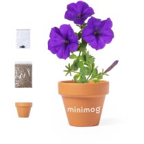 Maceta terracota con semillas de petunia Soltax