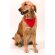 Collar Roco para mascotas con bandana personalizado rojo