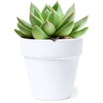 Maceta terracota y cactus